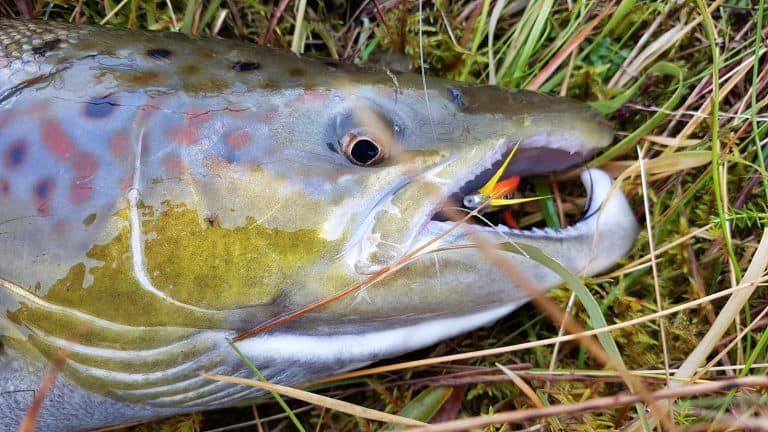 Read more about the article Top Ten list fishing in Iceland – Final numbers